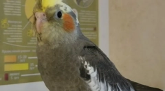 Как да изберем parrot corella